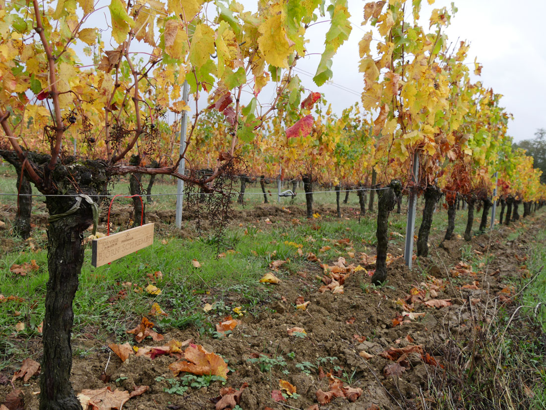 Виноградник на урожай